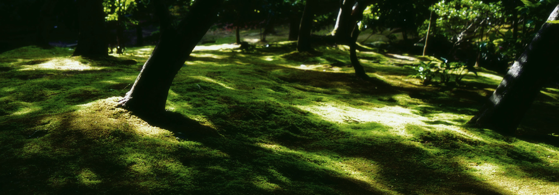 スライドショーサンプル画像3